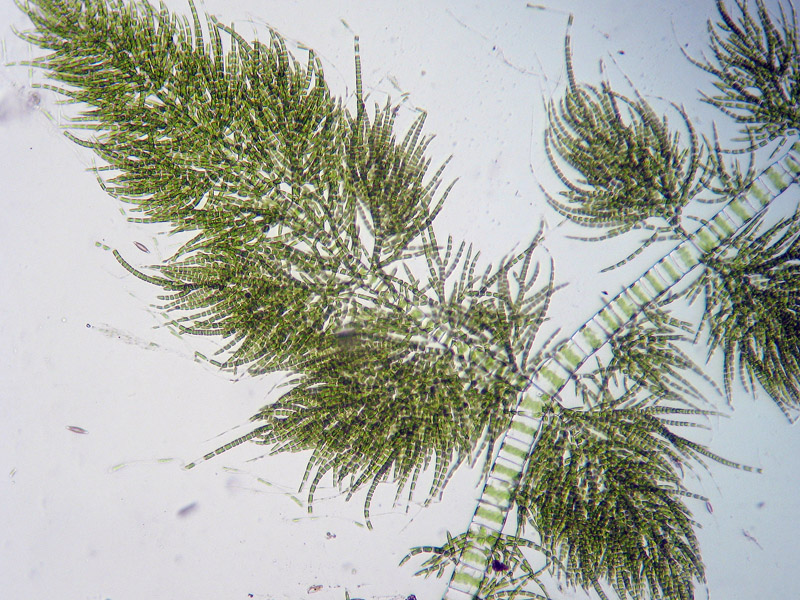 Alga